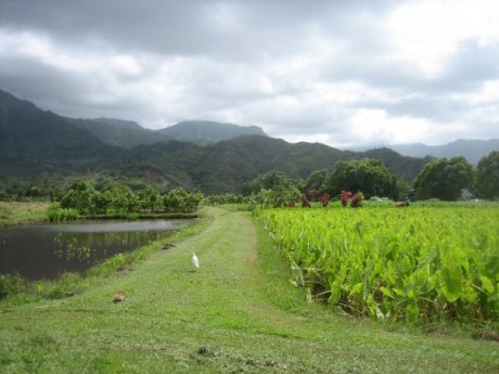 What Kauai usually looks like.