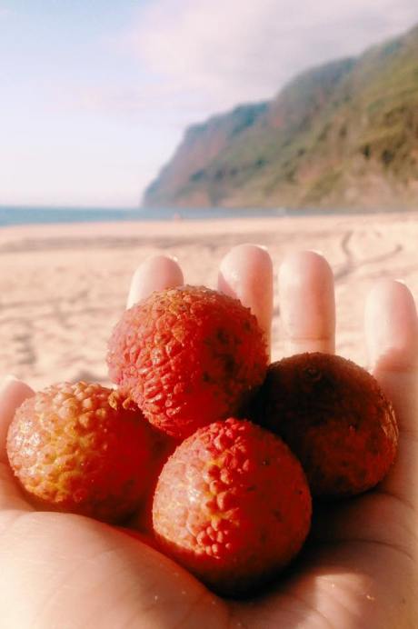 Lychee at Polihale State Park, Kaua'i.