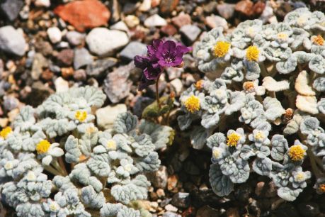 Death Valley Superbloom