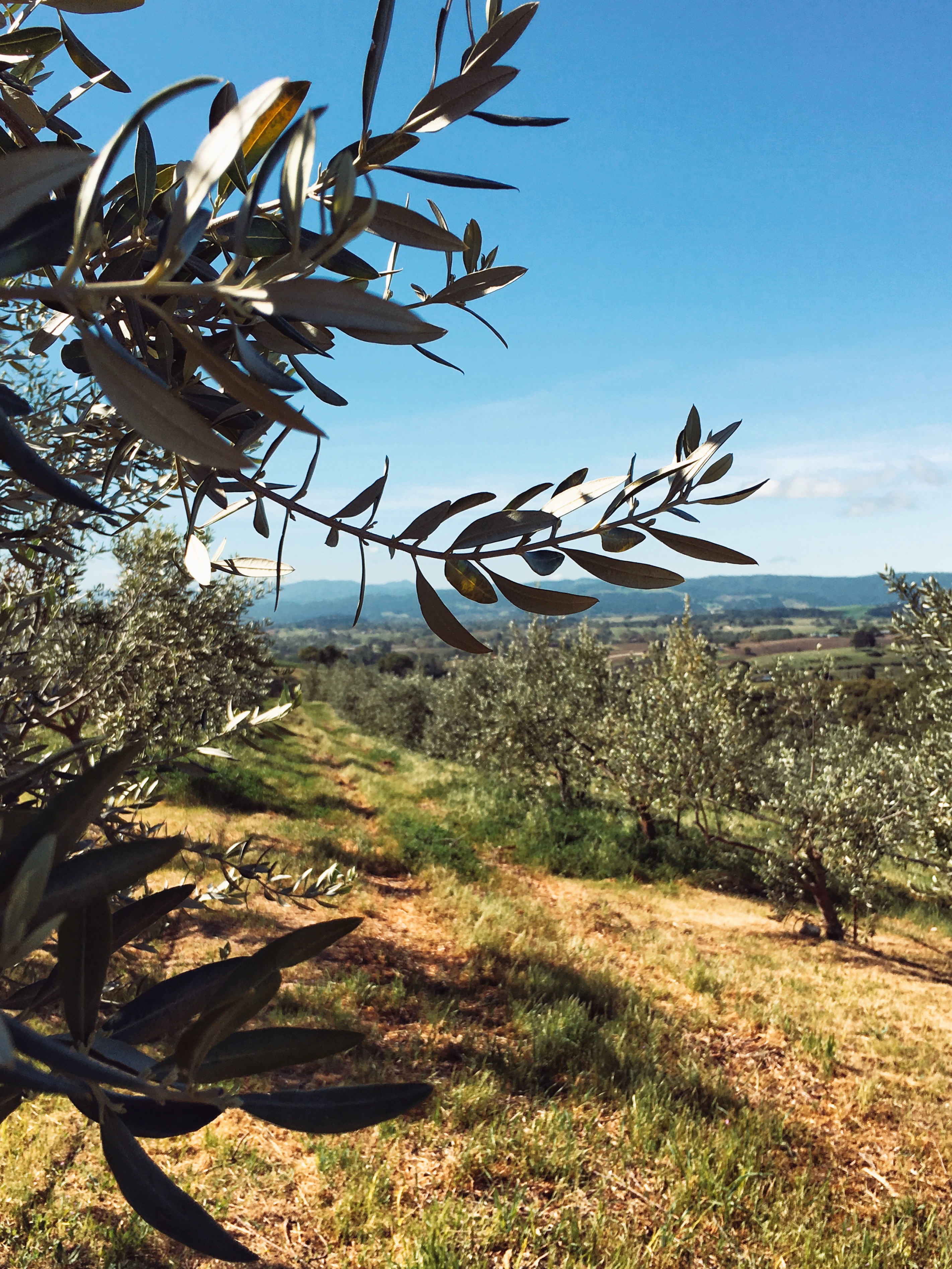 Landscape of an olive grove farm in Paso Robles, California.